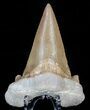 Auriculatus Shark Tooth - Dakhla, Morocco (Restored) #58421-1